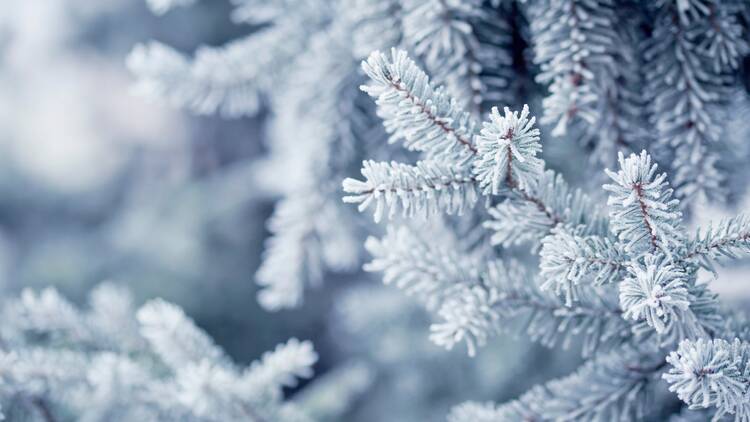 The long-range Canadian weather forecast for Christmas just dropped