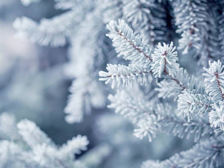 The long-range Canadian weather forecast for Christmas just dropped