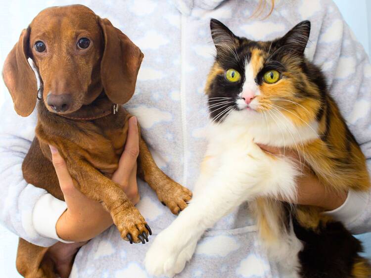 Esterilizaciones en perros y gatos, todo lo que debes saber