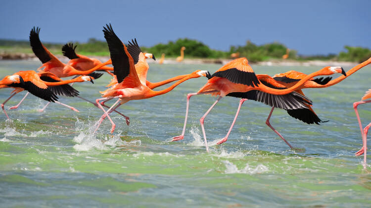 Recorre la costa de Yucatán