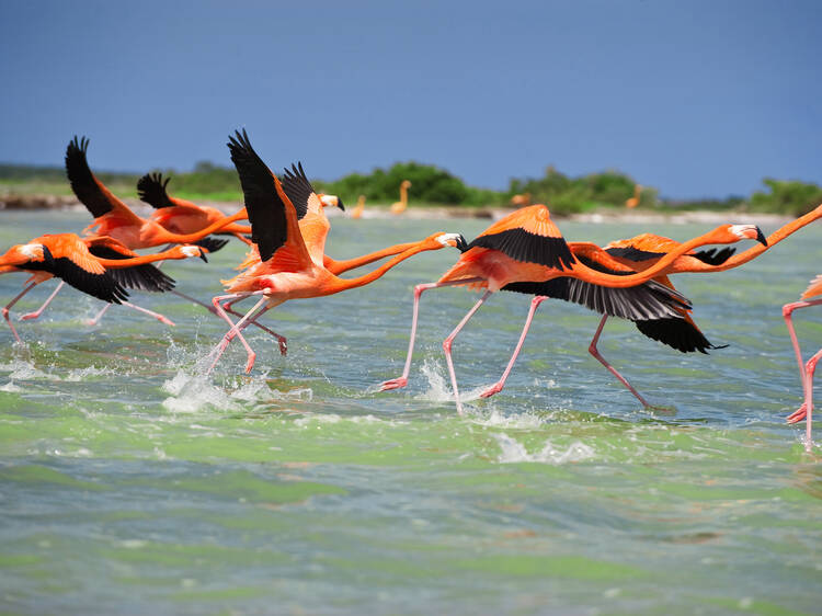 Recorre la costa de Yucatán