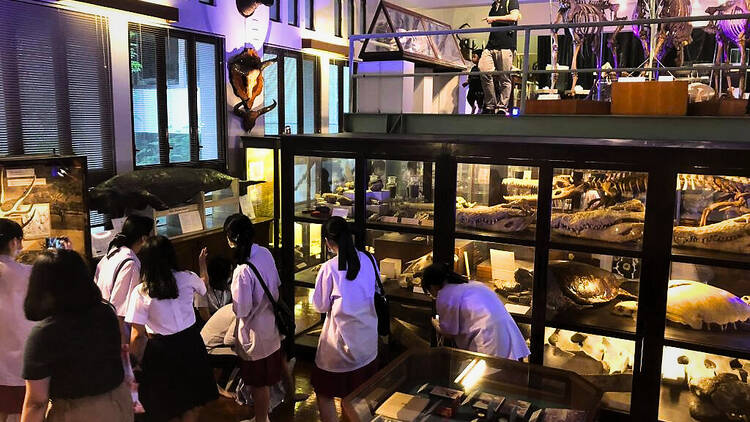 Chulalongkorn University Museum of Natural History Chulalongkorn University Museum of Natural History