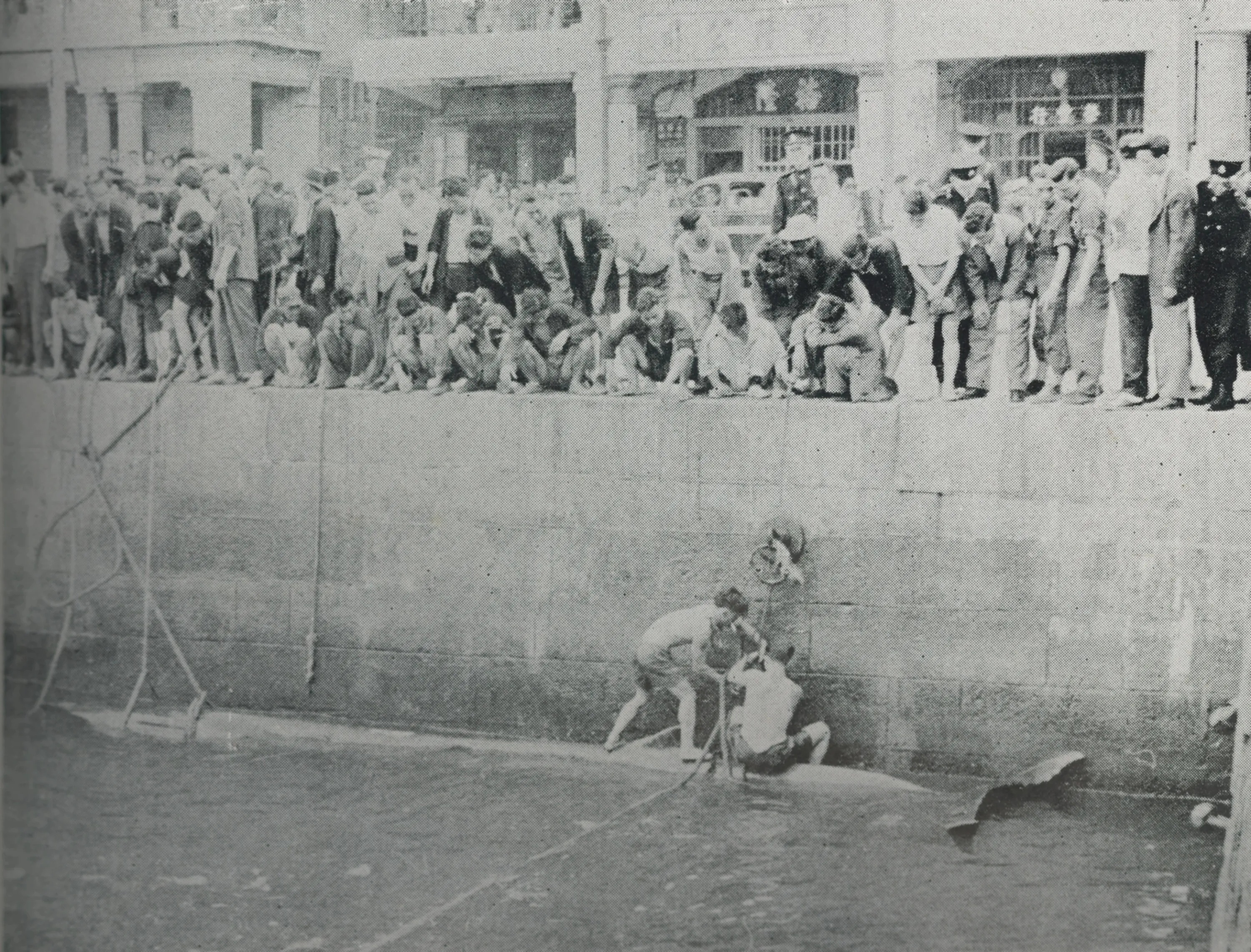 baby whale 1955 hong kong