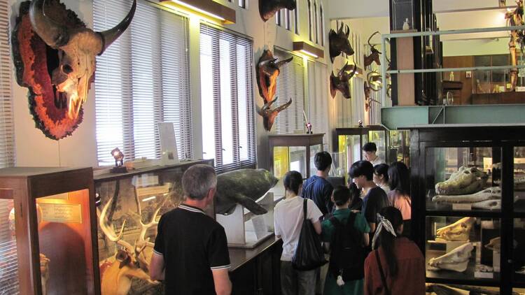 Chulalongkorn University Museum of Natural History Chulalongkorn University Museum of Natural History