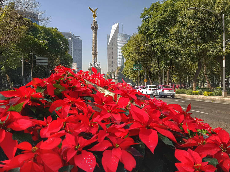 5 Lugares para comprar nochebuenas frescas en CDMX