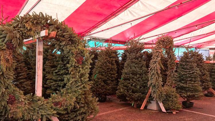 Mr. Jingles Christmas Trees