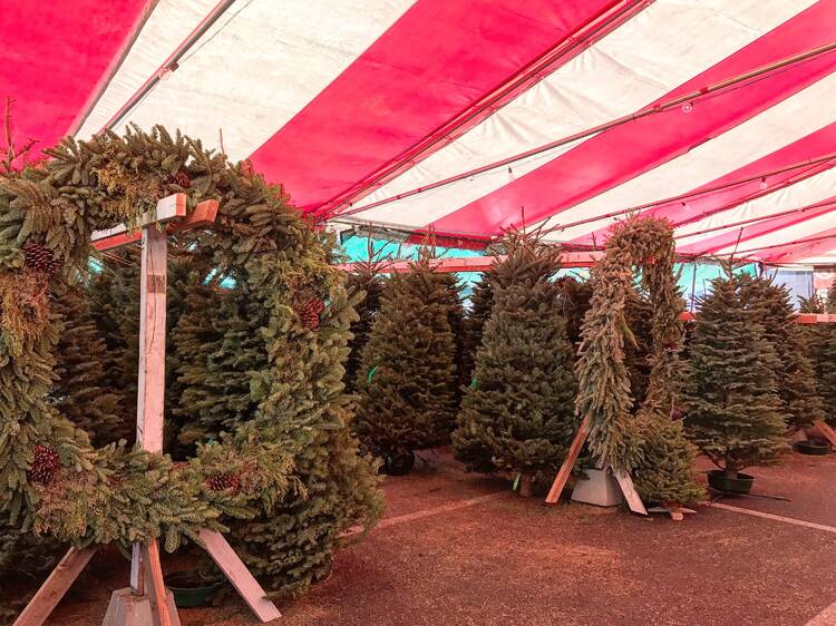 Trees and wreaths at Mr. Jingles Christmas Trees