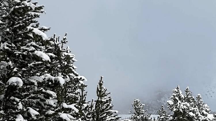 Lles (La Cerdanya): esquí nòrdic Lles (La Cerdanya): esquí nòrdic