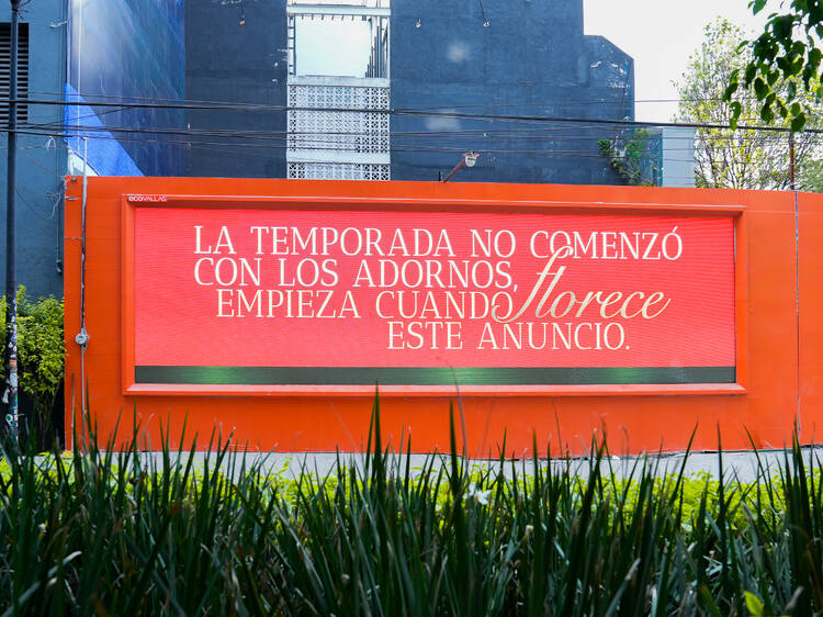 Floreció la temporada en CDMX: el mural vivo de nochebuenas que no te puedes perder