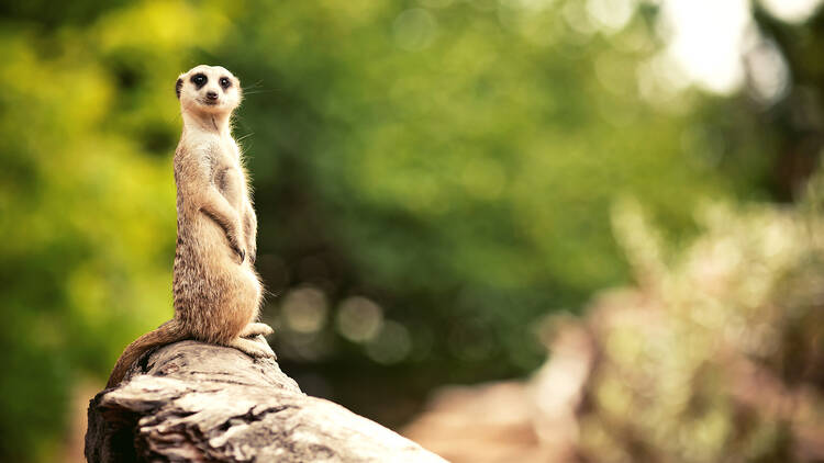 Meerkat (Surikate) 455012173