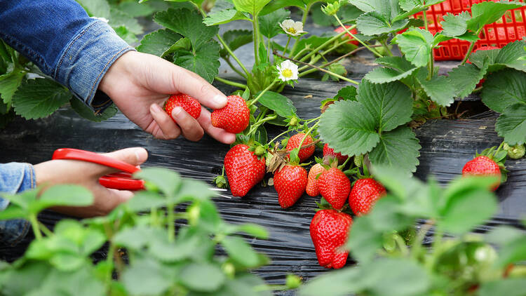 The Summer Fruit Trail