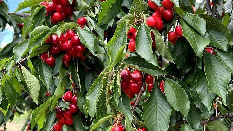 Cherries for my Cherie