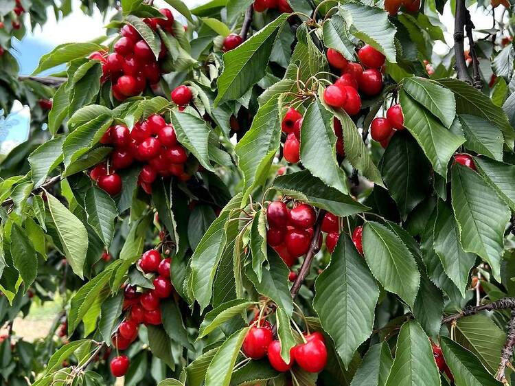 Cherries for my Cherie