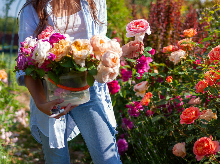 A Day Among the Roses