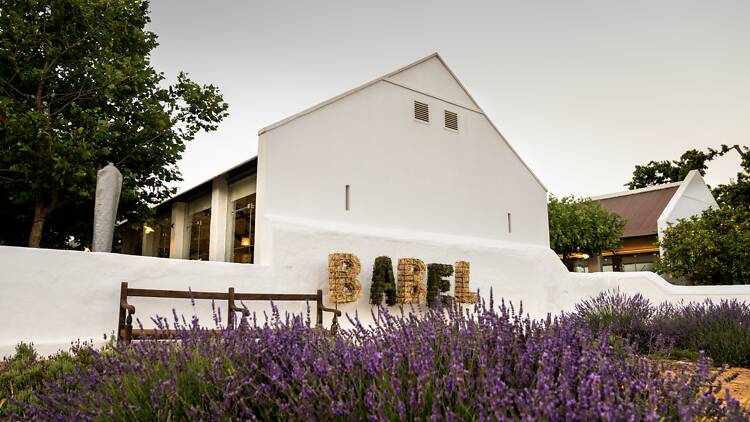 Blooming at Babylonstoren