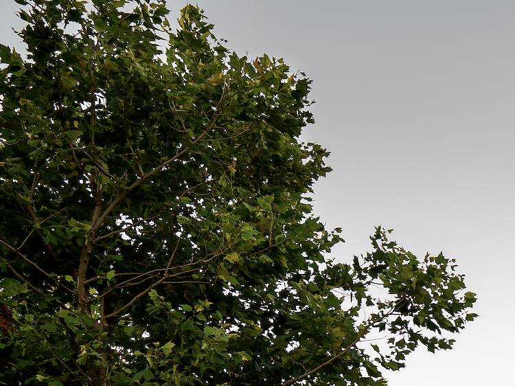 Blooming at Babylonstoren