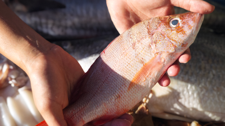 Seafood Market Restaurant Seafood Market Restaurant