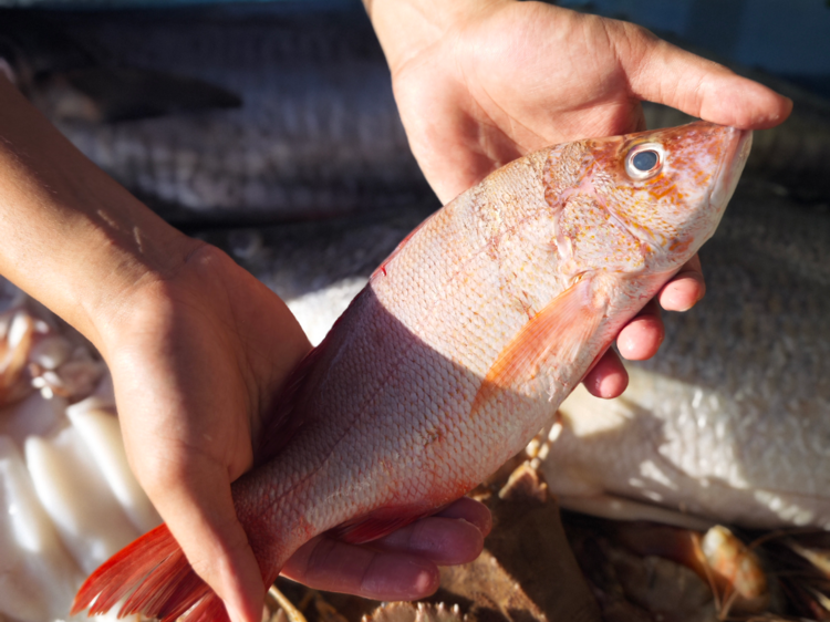 Feast on Phuket’s freshest catch at this all-you-can-eat seafood market Feast on Phuket’s freshest catch at this all-you-can-eat seafood market