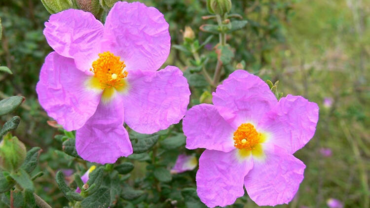 La jara de Cartagena. Única planta española en situación crítica (Real Jardín Botánico).