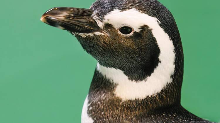 A newly arrived Magellanic penguin name Rosie behind-the-scenes Saturday, November 22, 2025 at Aquarium of the Pacific in Long Beach, Calif. before her planned introduction to her new habitat and colony the following week.