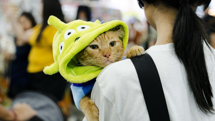 Singapore Cat Festival