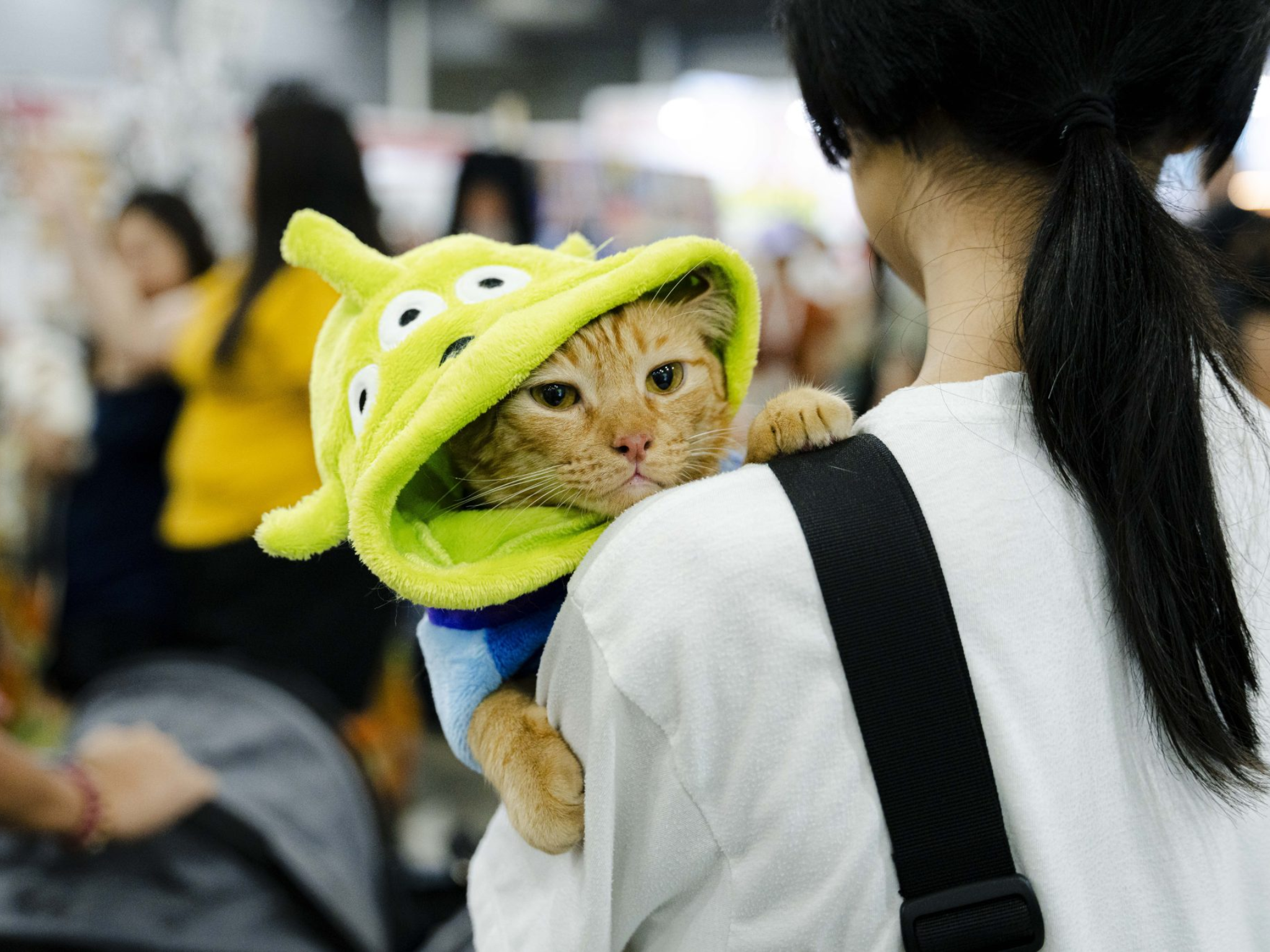 Singapore Cat Festival 2025