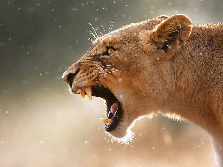 The best places to see lions in the wild in South Africa The best places to see lions in the wild in South Africa