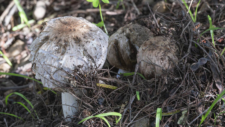 Young White Parasol Mushrooms (Macrolepiota zeyheri) emerging from the detritus on the woodland floor 2249734724