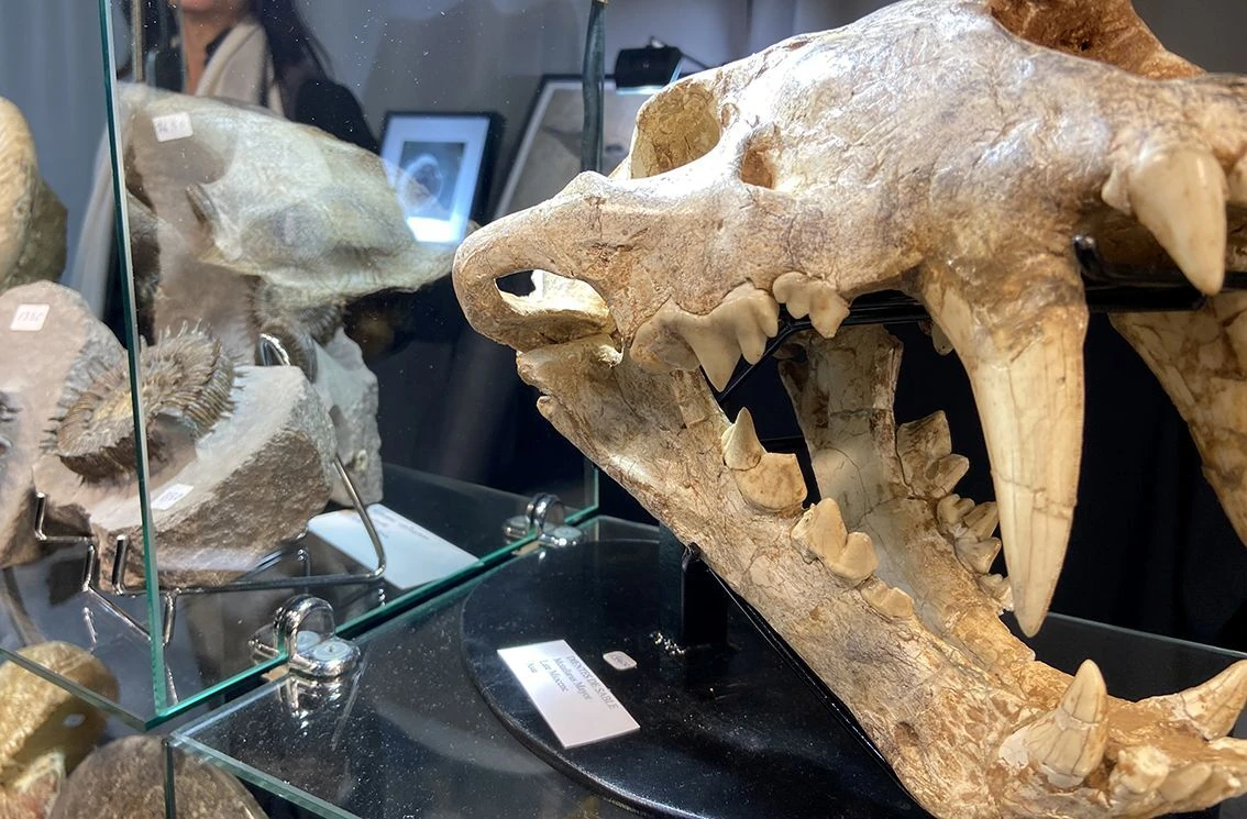 Feria Internacional de Minerales, F&oacute;siles, Gemas y Meteoritos, Natura 2025