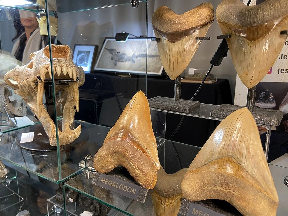 Feria Internacional de Minerales, F&oacute;siles, Gemas y Meteoritos, Natura 2025