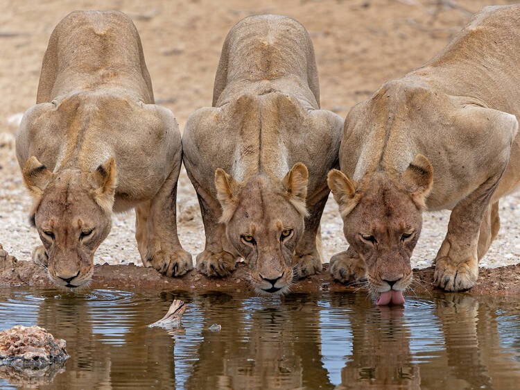 Kgalagadi Transfrontier Park Kgalagadi Transfrontier Park