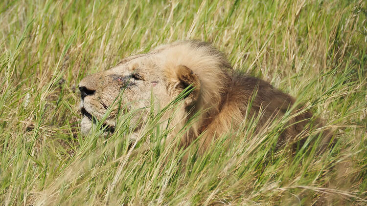 Addo Elephant National Park Addo Elephant National Park