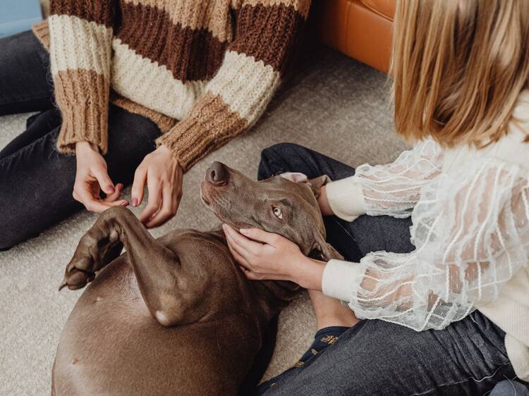 Básicos para el hogar si tienes perro