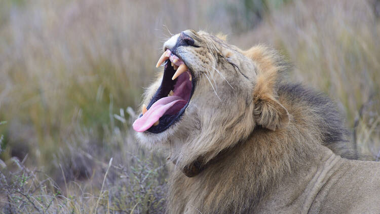 Karoo National Park Karoo National Park