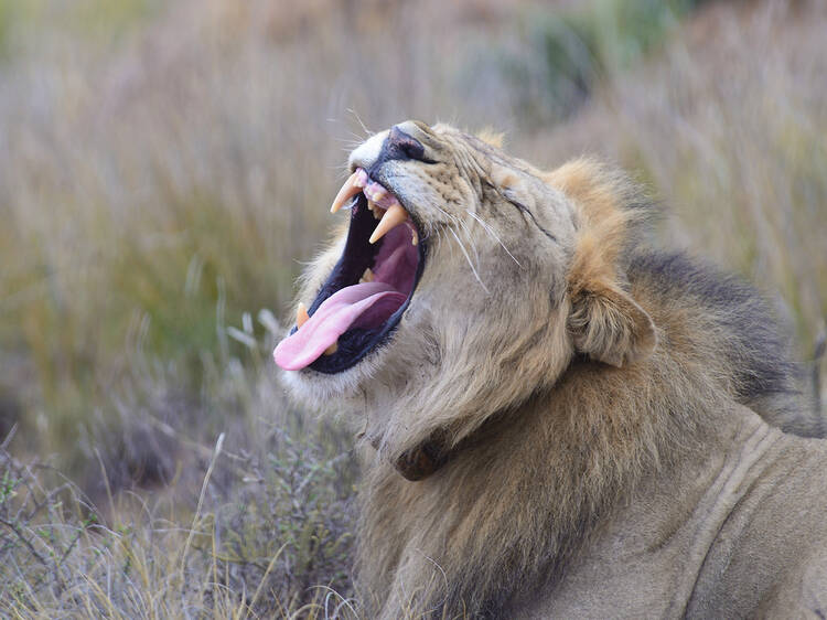 Karoo National Park Karoo National Park
