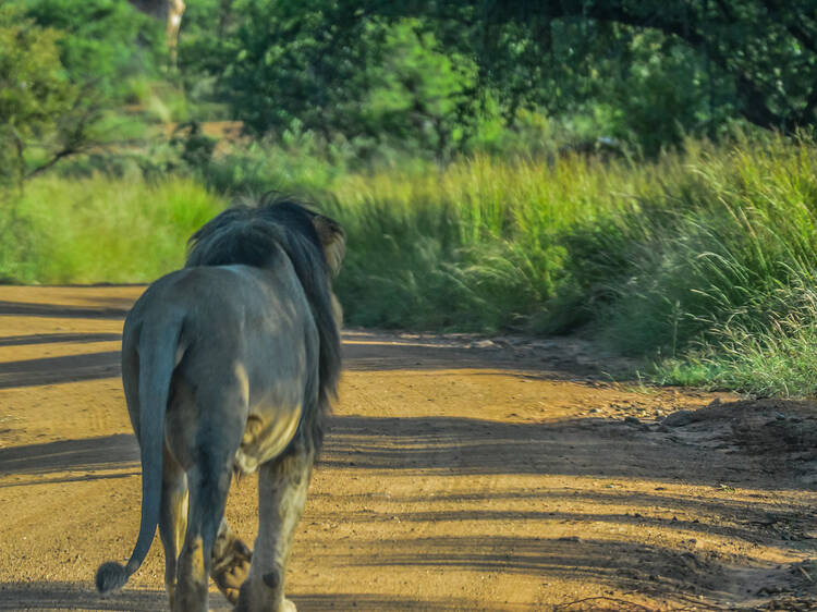 Pilanesberg National Park Pilanesberg National Park