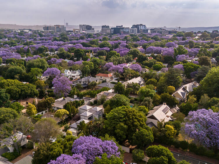 The world's largest man-made forest The world's largest man-made forest
