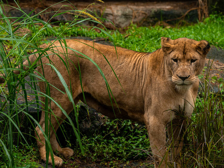 Dinokeng Game Reserve Dinokeng Game Reserve