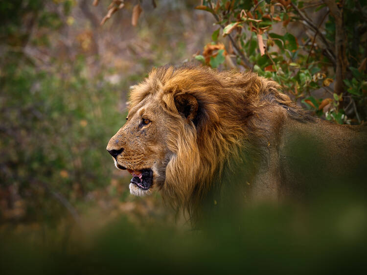 Aquila Private Game Reserve Aquila Private Game Reserve