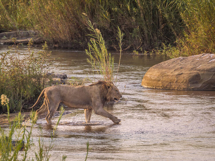 Kruger National Park Kruger National Park