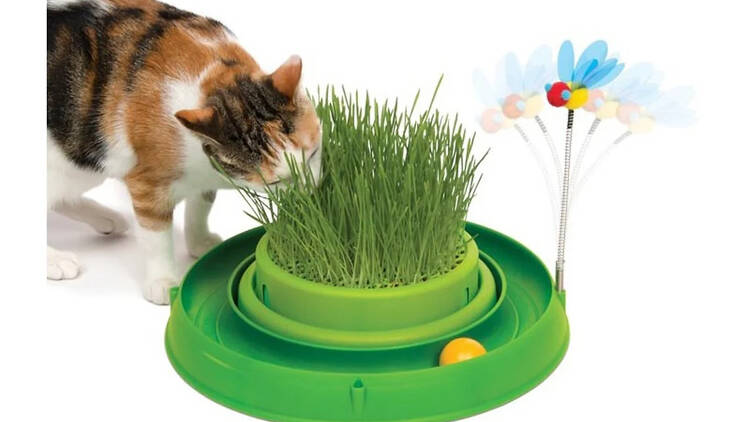 Erva para gato com bola