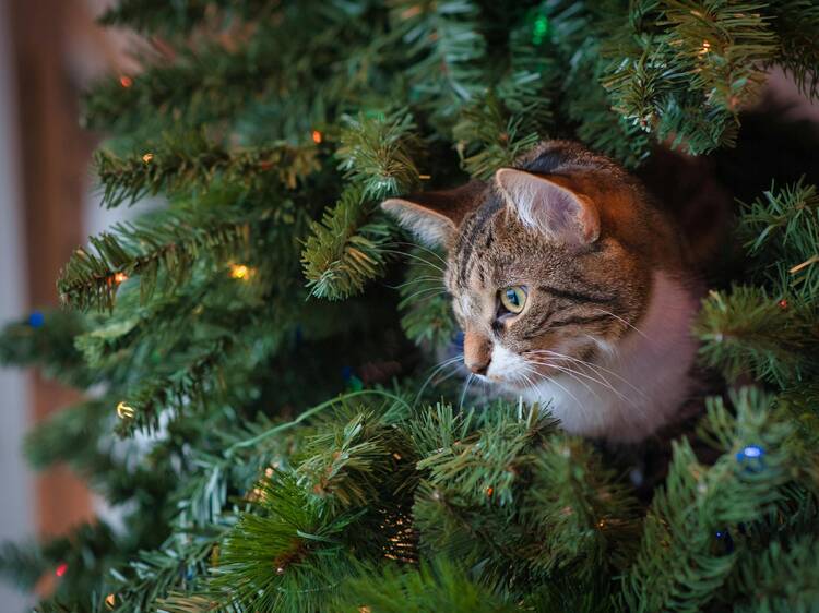 Prendas de Natal para os amigos de quatro patas Prendas de Natal para os amigos de quatro patas
