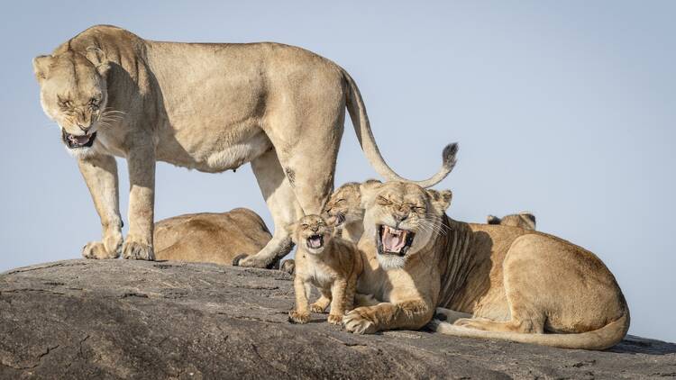 Nikon Comedy Wildlife Awards 2025 Nikon Comedy Wildlife Awards 2025