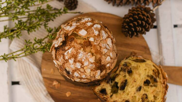 Araucária Araucária