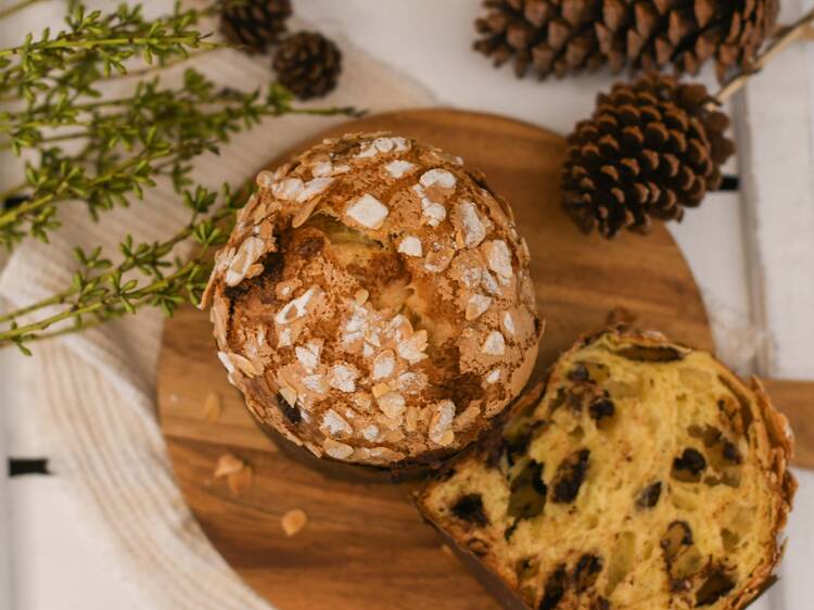 Araucária Araucária