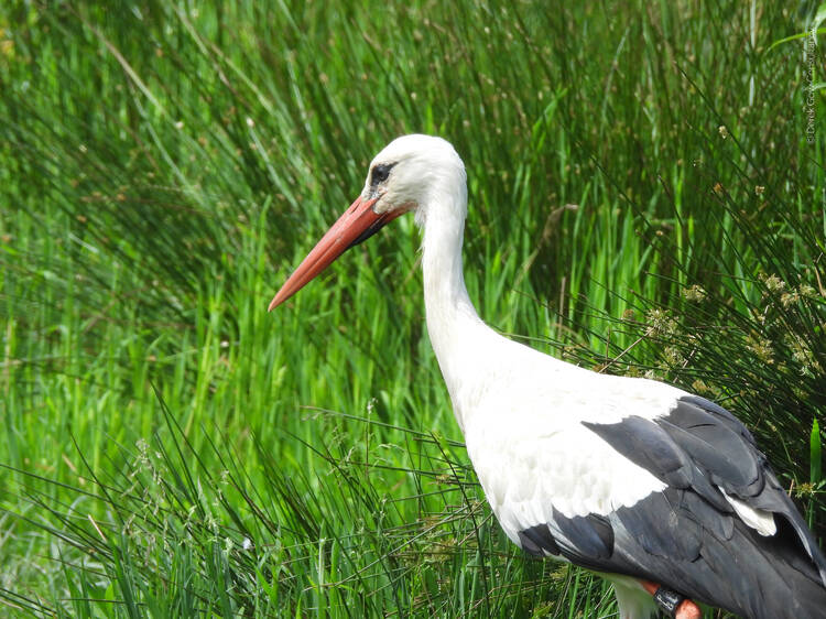 The extremely rare birds that are coming back to London after 600 years away