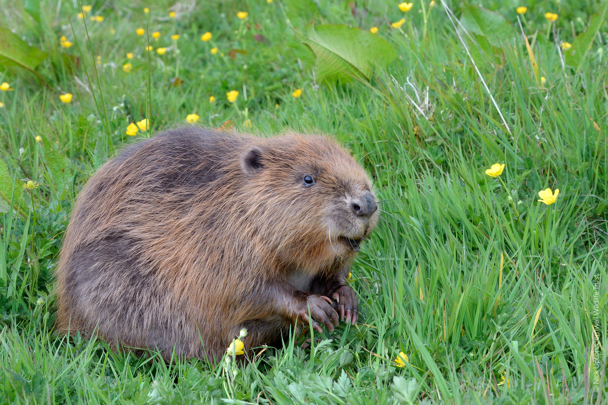 Beaver looks intently, sat on a meadow of grass with yellow buttercups