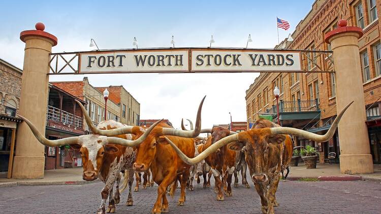 Fort Worth Herd Fort Worth Herd