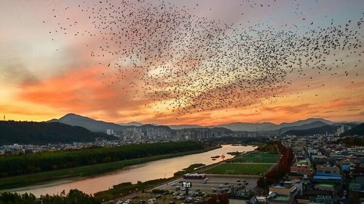 Samho Migratory Bird Park Every winter, rooks flock to the Samho Migratory Bird Park, filling the sky in mesmerizing formations at sunset