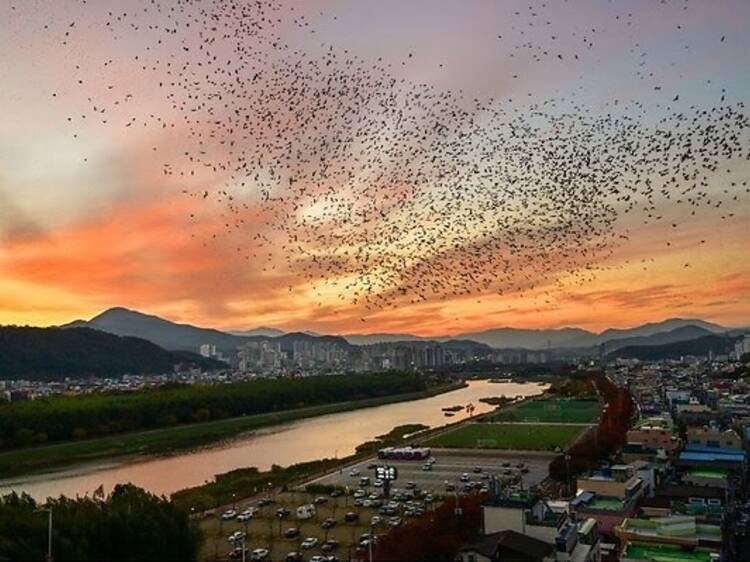 Catch an awesome migration of rooks this winter at a gorgeous eco-tourism park near Busan, South Korea Catch an awesome migration of rooks this winter at a gorgeous eco-tourism park near Busan, South Korea